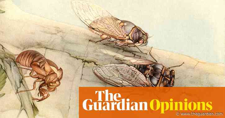 A cicada: ‘What cicadas leave behind is a kind of crystallised memory’ | Helen Sullivan