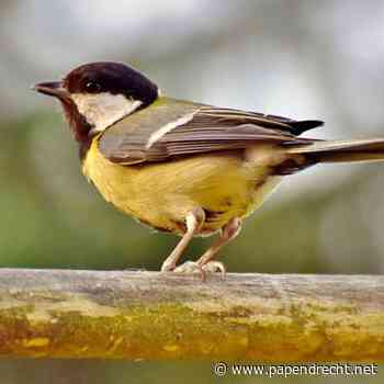 Tuinvogeltelling voor kinderen bij de Natuur- en Vogelwacht Alblasserwaard