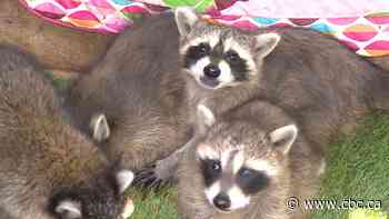 One Canadian's trash panda is another Canadian's treasure