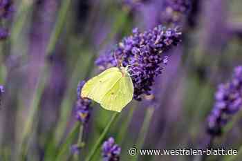 Naturserie: Der Zitronenfalter setzt im Winter auf Frostschutz