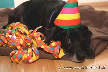 Böller-Lärm: Zitronen-Duft kann Hunde an Silvester beruhigen