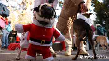 Festive dog walk draws hundreds in support of flood-hit animal shelters