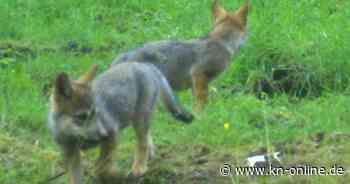 Hat ein Wolf Schafe in Timmaspe gerissen? „Macht mich schon ein bisschen nervös“