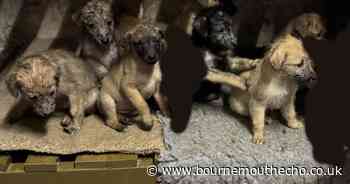 Police appeal launched after seven puppies stolen in North Dorset burglary