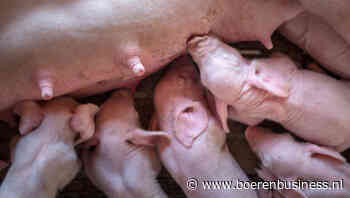 Adempauze voor DCA BestPigletPrice houdt aan