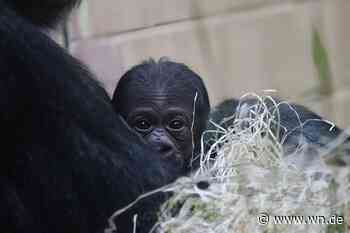 Gorilla-Baby im Allwetterzoo bekommt einen Namen
