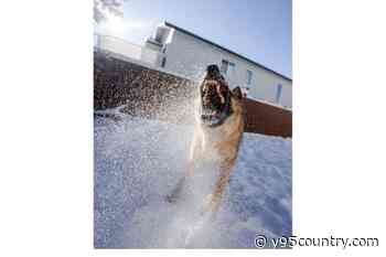 Laramie Officials Looking For Information On Biting Dog