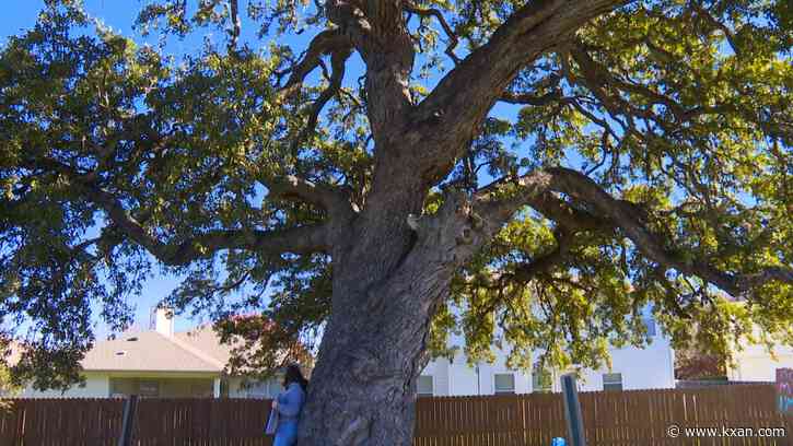 Citizens in Kyle wants to save a reportedly 400-year-old tree named ‘Jolene’