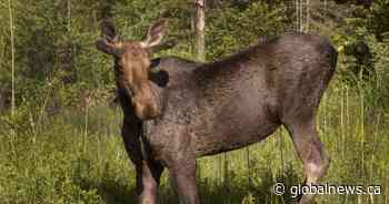 Men convicted after moose shot from motorboat in northern Ontario