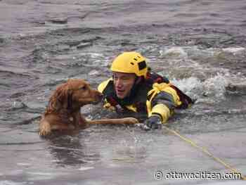 Fire crews rescue dog that went through Ottawa River ice