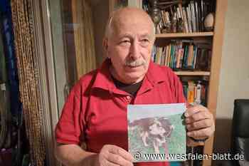 Die schwierige Suche nach einem Hund