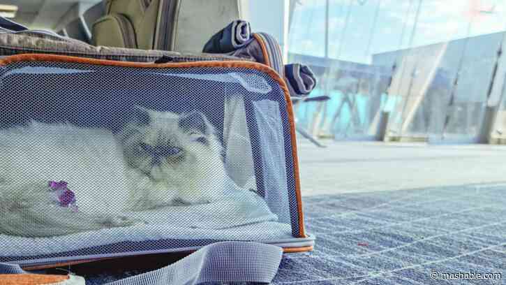 A cat pooped on an airplane. What happened next sparked a viral airline saga.