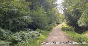 Top 10 New Forest walks revealed for end of 2024