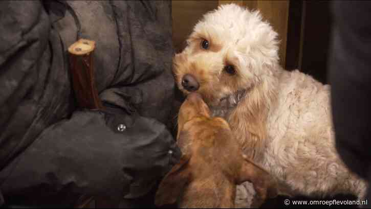 Biddinghuizen - Honden horen in het pension alleen blaffen, geen knallen