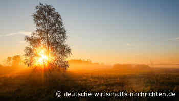 Natürlicher Klimaschutz: 1,2 Milliarden Euro für Wälder und Moore vom Bund investiert