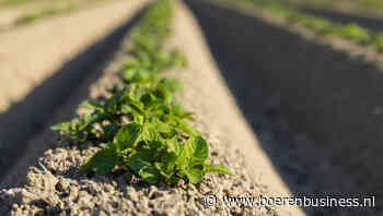 Wie geld wil verdienen met aardappelen moet keuzes maken