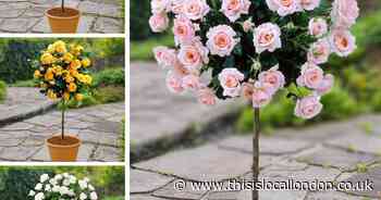 Add the beauty of a rose to your garden for 2025!