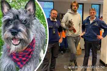 Hondje Filip teruggevonden enkele dagen na diefstal aan supermarkt: “Hij stelt het goed”