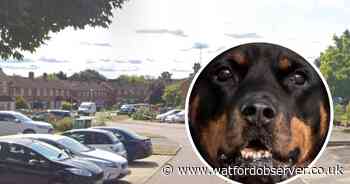 Man set for trial after 'dangerously out-of-control rottweiler injured woman'