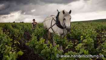 Die Trends in der Champagne