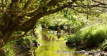 North Tyneside Council aims to plant extra 35 hectares of trees by 2029