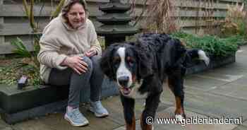 Groot alarm om kauwbot voor honden dat ‘weerwolfsyndroom’ kan veroorzaken: ‘Het was zó eng’