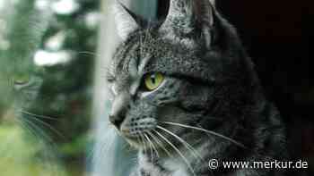 Katzenexpertin warnt: „Kein Freigang für Katzen an Neujahr“
