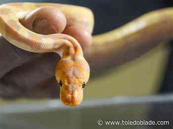 Toledo Reptile Show slithers back to the area on Saturday