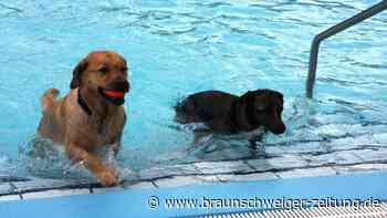 Hunde – diese Expertin weiß, wie Peiner ihre Hunde behandeln sollten