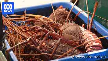 Western rock lobster shipments head to China for first time in four years