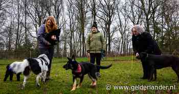 Geen oliebollen bakken, maar een hondenfeestje in Markelo: ‘Jikkel is helemaal van slag’