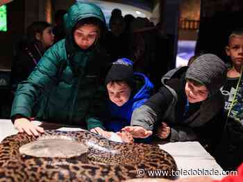 Photo gallery: Noon Year's Eve at Toledo Zoo