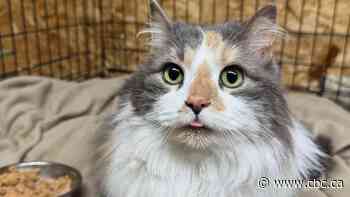 'Car wash cat' reunited with Alberta family after 7 years away