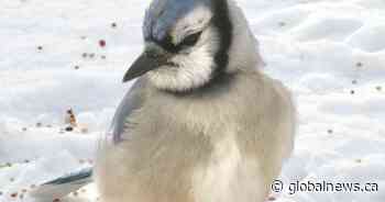 Christmas bird count ‘really helpful’ for tracking populations, having fun