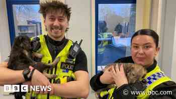 Three of seven stolen dogs found by police