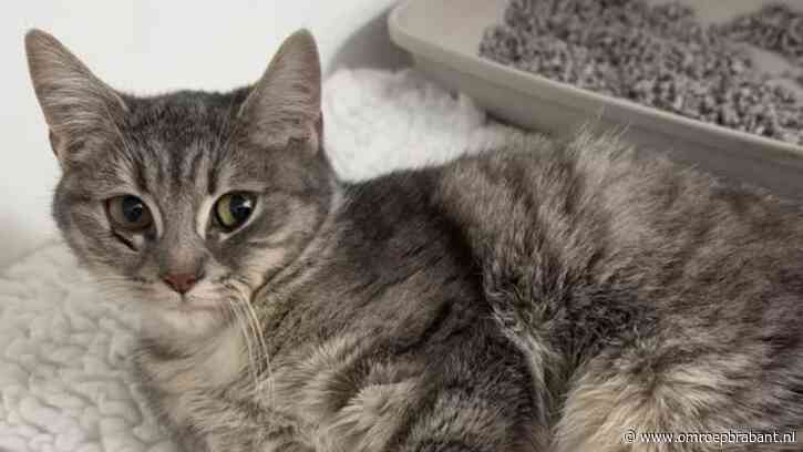 Poes uit haar lijden verlost: opvang is dringend op zoek naar eigenaar