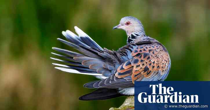 Phew! Turtle doves shoot ban triggers bird species recovery