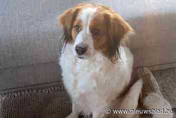 Hondje Kira overreden nadat hij op de vlucht slaat voor vuurwerk: “Onze wereld stortte in”
