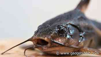 New Species Discovered in Peru’s Alto Mayo Region, Including Blob-Headed Catfish