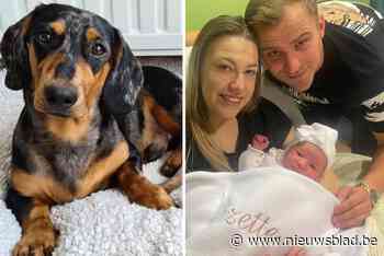 Lizette geboren nadat hondje Omer wegliep door vuurwerk: “We danken iedereen die hielp zoeken”