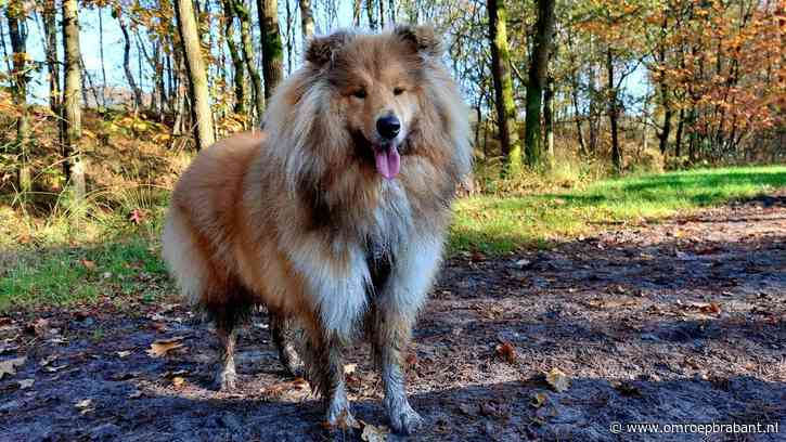 Zivah urenlang spoorloos door vuurwerk: 'Schrok en rukte zich los'