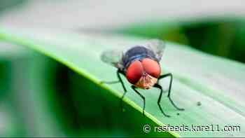 Texas on alert for invasive flesh-eating parasite not seen since the 1960s