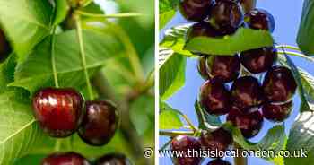 BOGOF of You Garden’s duo fruit trees and save £24.99!