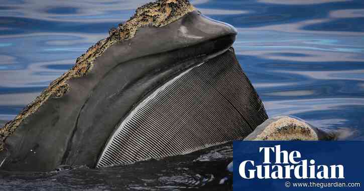 ‘Extraordinary longevity’: great whales can live a lot longer than we thought – if we leave them alone