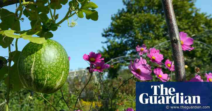 Fig and almond trees thriving in UK thanks to fewer frosts, RHS says