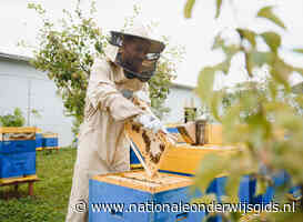 Basiscursus imkeren om bijen te helpen met hun werk