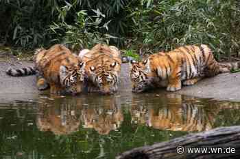 Allwetterzoo: 2025 ist das Jahr des Tigers