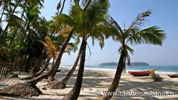 Karibikinsel Guadeloupe muss ikonische Kokospalmen fällen