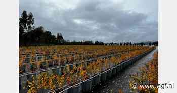 Europese conferentie over teelt blauwe bessen in maart 2025 in Milaan
