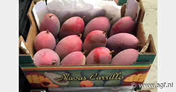 Uitbreiding van Keitt mangoplantages in Malaga